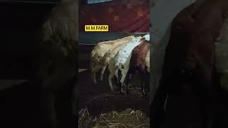 ஆடு கோழி வளர்ப்பில் குளிர்கால பராமரிப்பு #shortsfeed