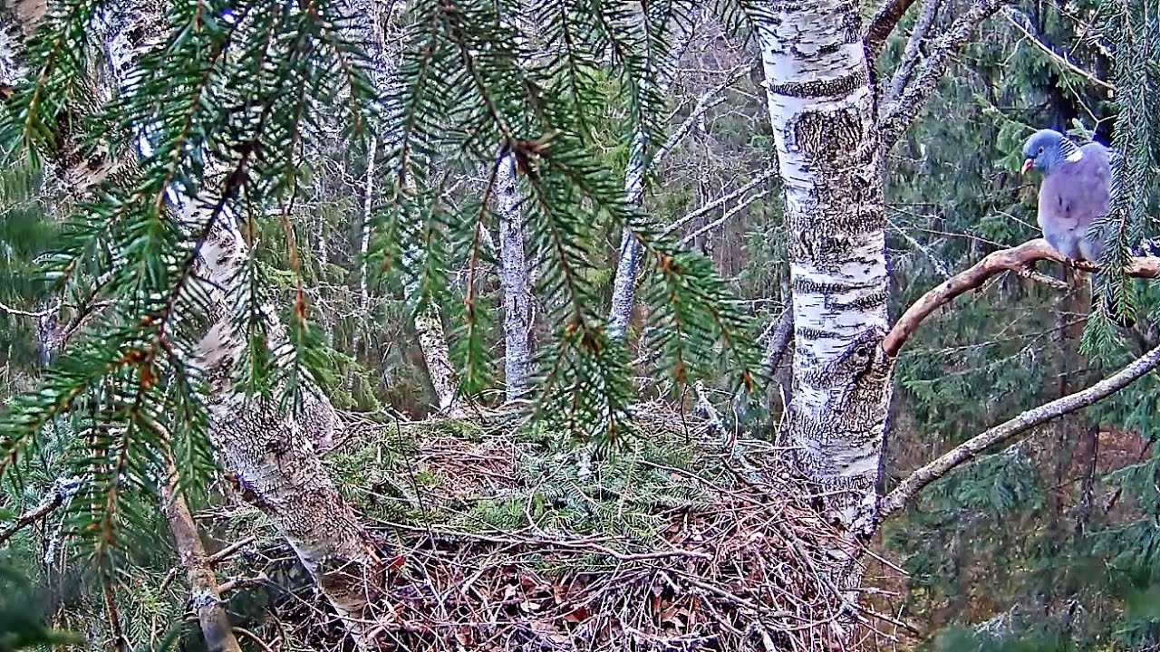 Lauku balodis dūdo.  20.04.2017