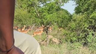 Sabi Sand Private Game Reserve - Impalas notice hanyile male leopard.