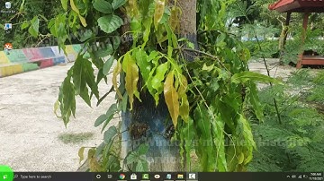 Windows 10 Home : How to Start or Stop Windows modules Installer Service