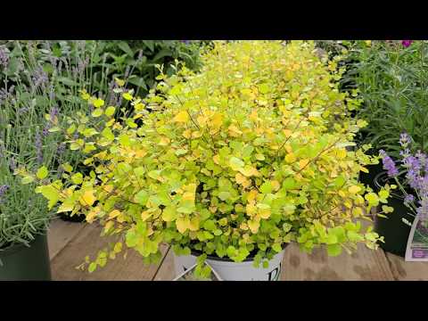 Betula Cesky Gold® (Dwarf Birch) // UNIQUE Mounding, Very Hardy, & Colorful Dwarf Birch!