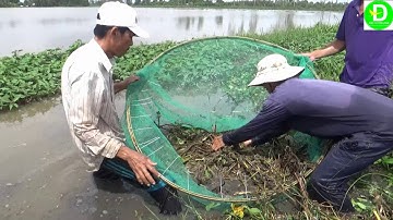 Xúc mô cách bắt lươn đồng mùa nước nổi l Catch eel VIETNAM