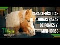 Razas de Ponis y Mini Horse-Mini Horse and Pony Characteristics ENG- TvAgro por Juan Gonzalo Angel