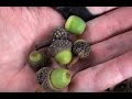 Ancient Flavors: Acorns for Food