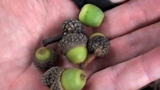 Ancient Flavors: Acorns for Food