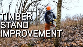 Timber Stand Improvement | Managing Timber Stands for Deer | Considerations, Benefits, Objectives