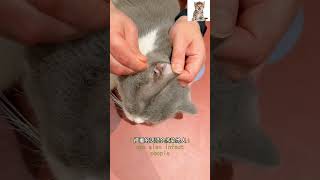 Cute and intelligent little cat, human good friend#G137468