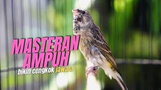 Blackthroat Gacor Suara Jernih FULL HD DURASI PANJANG AMPUH buat MASTERAN KENARI PAUD BELAJAR BUNYI