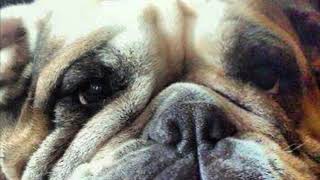 Lucy’s Memorial Video