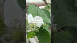 Wild blueberries know as bilberry flowering for the first time #berrygrowers #wildblueberries