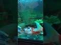Light ice blue aquarium #love #pets #fishing #koi #shortvideo #shortsvideo #shorts