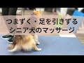 つまずいたり、足を引きずるシニア犬のマッサージ Massage for Senior Dogs that Trip or Fall Often