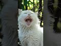 Cat #shorts #shortsfeed #viral #trending #youtubeshorts #cat #funny #love #song #music #cute #cat #x