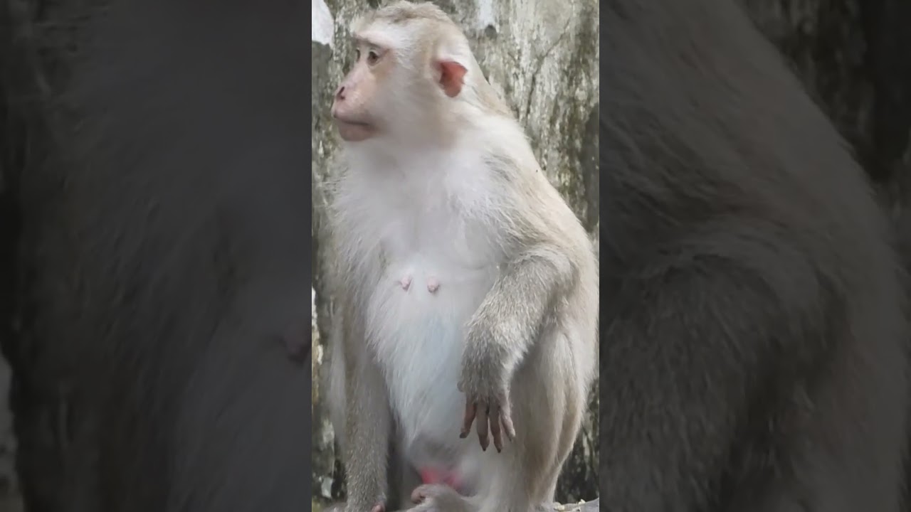 Poor baby monkey Leo crying loudly he's really need milk getting 