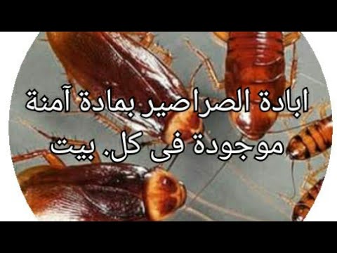ابادة الصراصير نهائيا بمادة امنة موجودة فى كل بيت