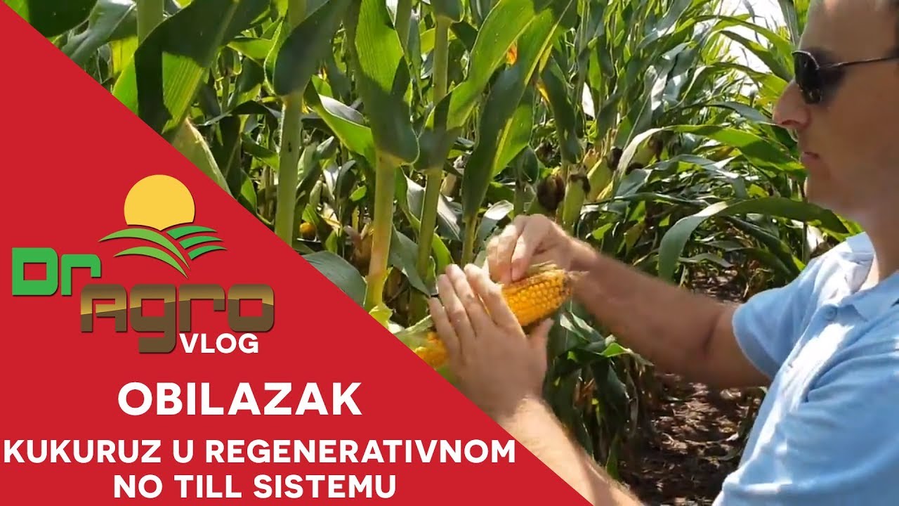 Regenerativni no till kukuruz