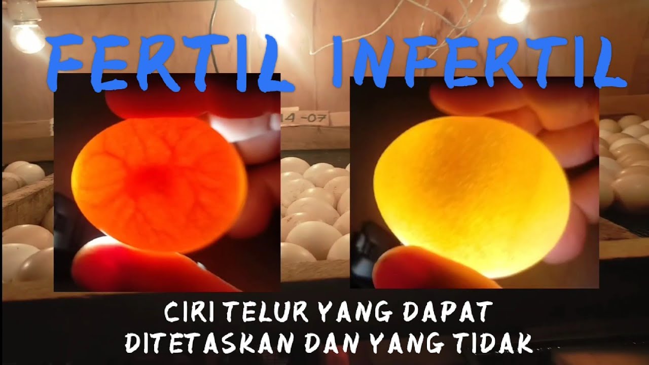 Cara memilih telur fertil