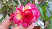 Elen S Adenium pluS