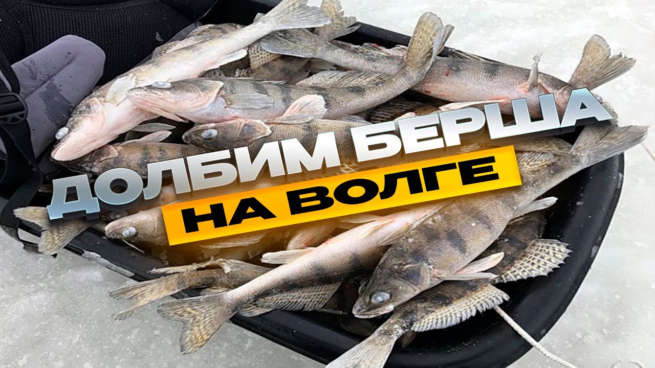 КАК ЛОВИТЬ БЕРША ЗИМОЙ НА ВОЛГЕ. СЕКРЕТЫ ЗИМНЕЙ РЫБАЛКИ НА БЕРША НА ЧЕБОКСАРСКОМ ВОДОХРАНИЛИЩЕ.