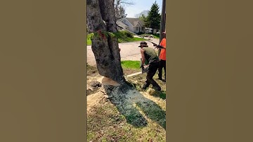 Getting After It | #shorts #felling #skilledworkers