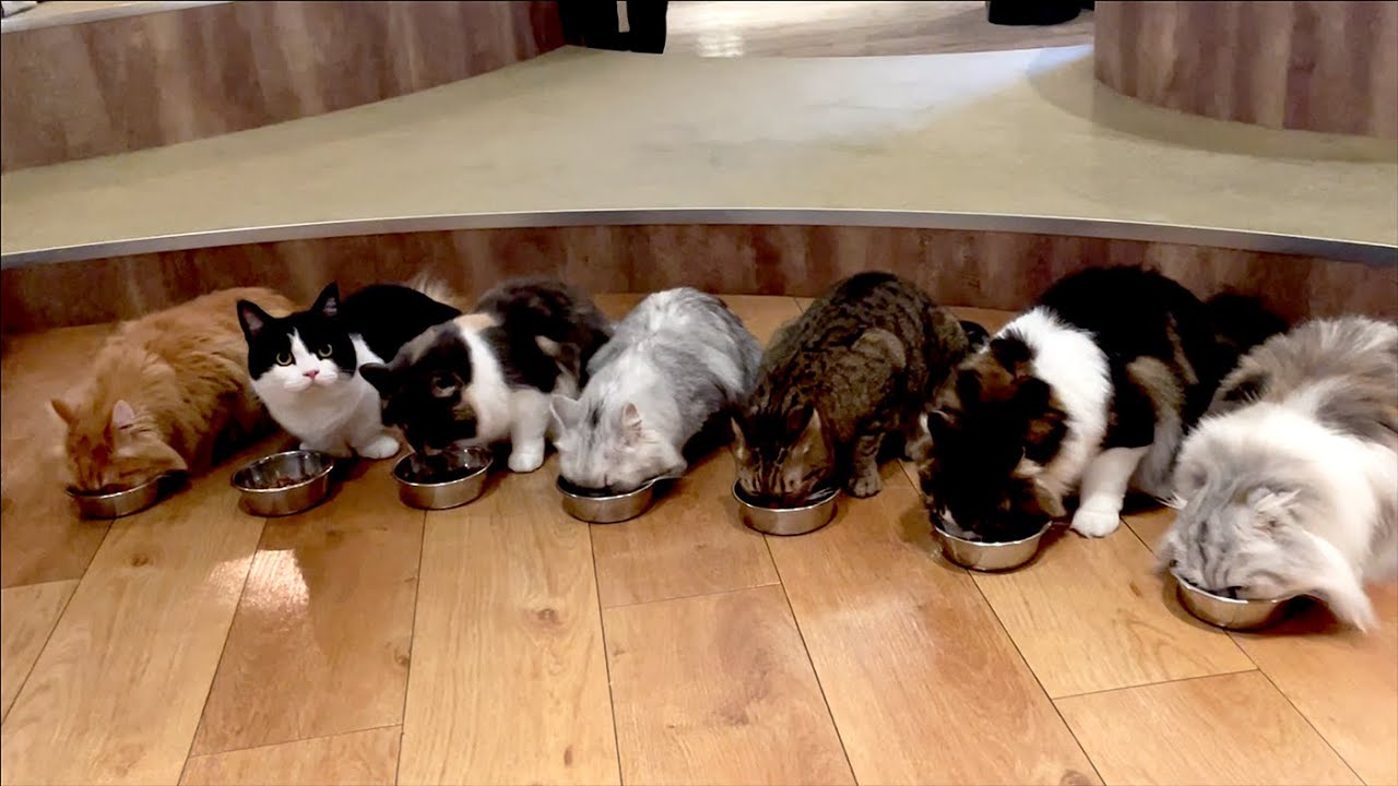 猫カフェモカラウンジ池袋東口店 - Cat Cafe MOCHA Lounge