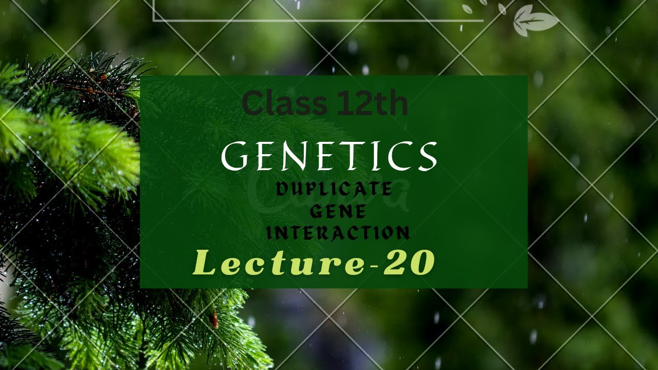 Duplicate gene interaction Lecture 20 Class 12 BioDidiAble YouTube