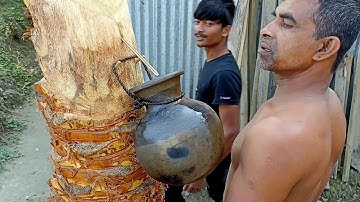 Extraction of Date palm Juice/ শীতের মৌসুমে খেজুরের রস সংগ্রহ করার পদ্ধতি।