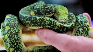 THIS REPTILE COLLECTION HAS THE "SICKNESS" | BRIAN BARCZYK