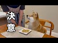愛犬とふたり暮らしになり決意したことがあります