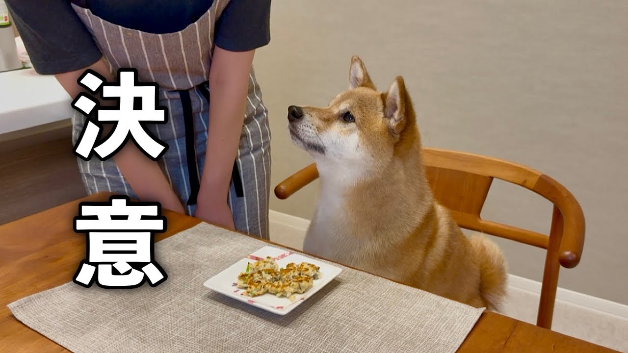 愛犬とふたり暮らしになり決意したことがあります