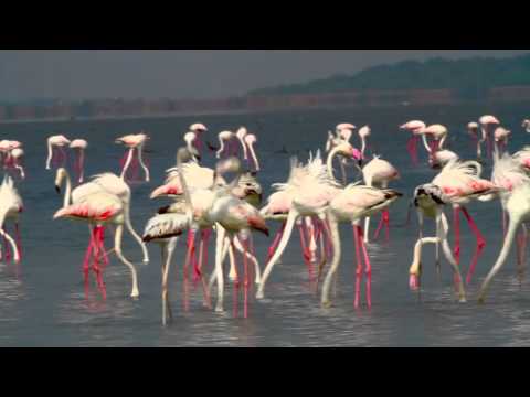 Flamingoes at Pulicat Lake