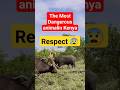 The Most Dangerous Animal In Kenya Top Big5 Kenya Respect The Most Dangerous Animal In Kenya Top Big5 Kenya Respect