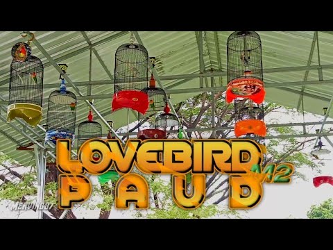 EMOSI LANGSUNG NAIK! | VIDEO SIMULASI LOMBA LOVEBIRD DEWASA FIGHTER TERBARU