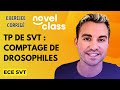 Comptage de Drosophiles - Sujet de TP de SVT - Découverte et explications