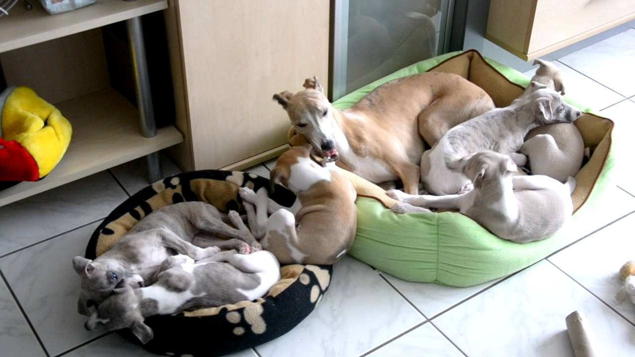 Whippet Idylle