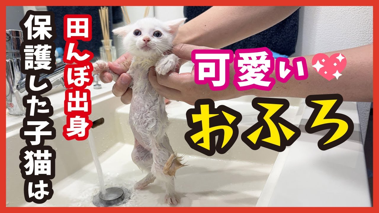 【田んぼで保護した子猫の成長】初めてのお風呂姿も可愛い。