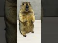 Mamochi's way of asking for food is cute #marmot #animals #pets