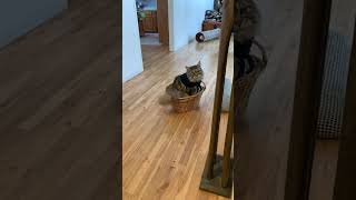 Fluffy Maine Coon Cat Big Kitty Climbs Into Basket