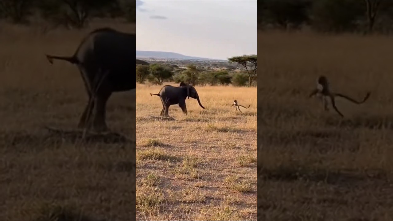 baby elephant chases a monkey in the African savanna | Wildlife footage 🐘🐵 