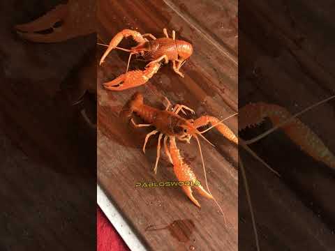 Creyfish Trendingshorts Mallu Pets Follow Me On Instagram 