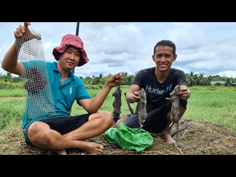 Video Sục nước gò đất cao 4 em chuột cống nhum. Cống nhum... - youtube
