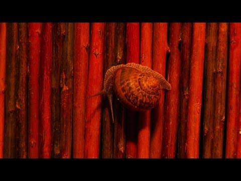 Video: Vreemde vruchten. Bijzondere huishoudelijke artikelen en decor uit de Fruits-collectie van Hisakazu Shimizu