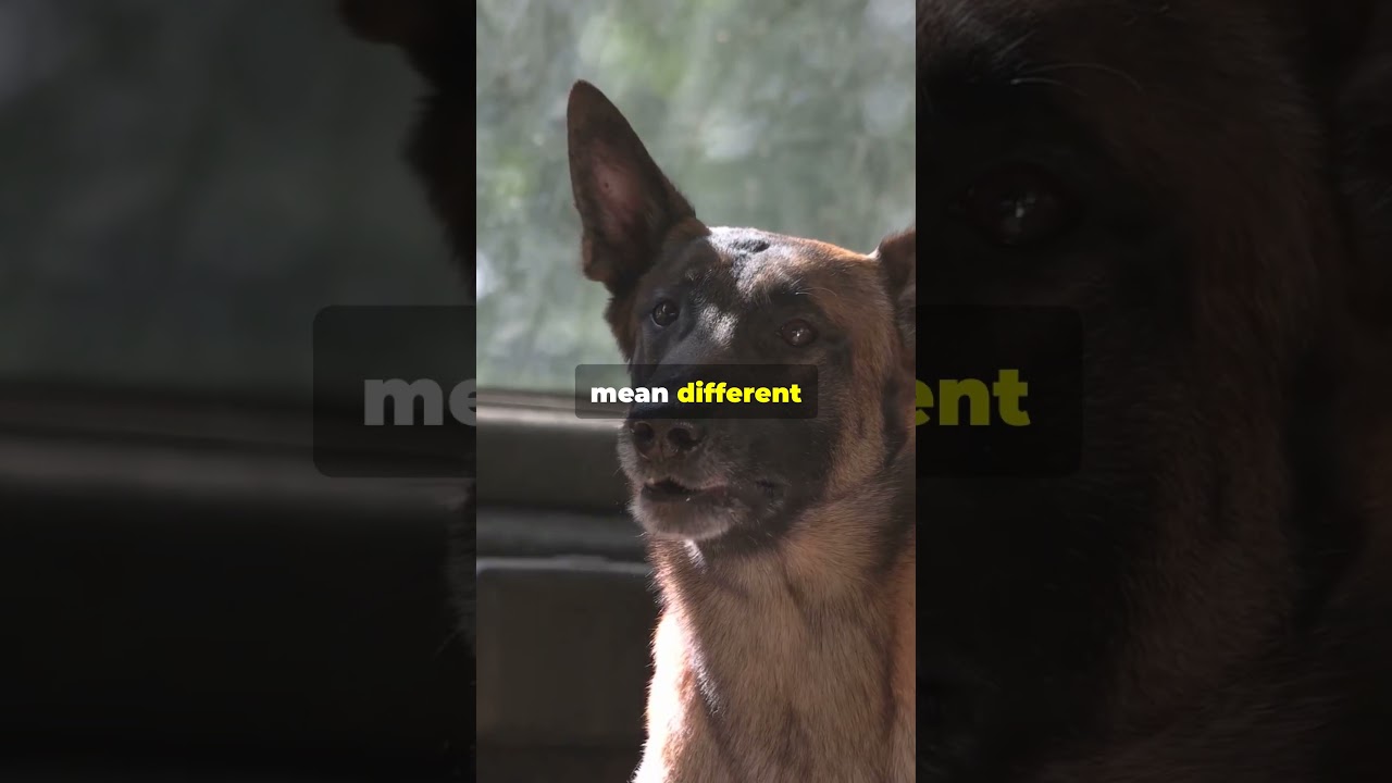 Uncover the Secrets of Dog Communication: The Hidden Messages Behind Your Dogs Behavior!