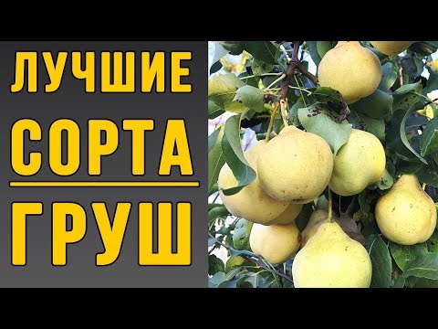 Лучшие сорта груш. Как посадить грушу?