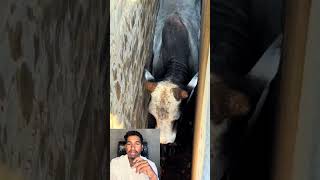 Rescue !😱 #shortvideo