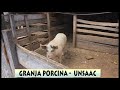 GRANJA PORCINA - K'AYRA UNSAAC 2017