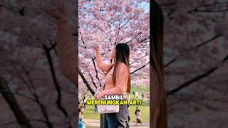 Download Lagu Ketika musim kemarau bunga sakura berjatuhan seperti surga!! MP3