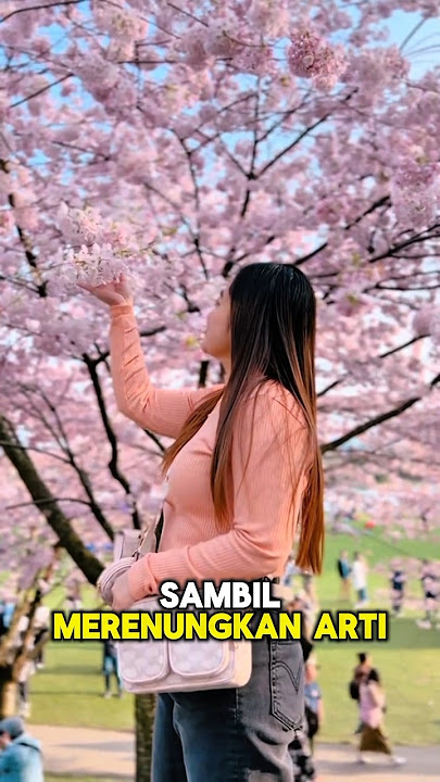 Ketika musim kemarau bunga sakura berjatuhan seperti surga!!