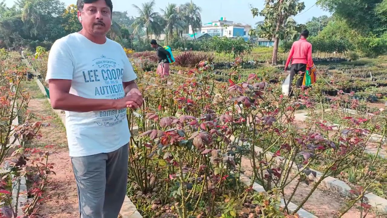 After Pruning 🌹 Foliage Spray..