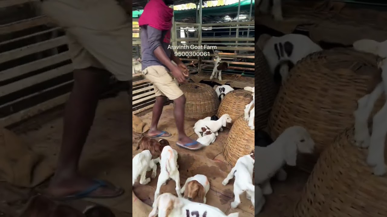 New Born Kids Management.#boer #boergoats #goatfarm #goatfarming #viral #trending #farmlife #aadu